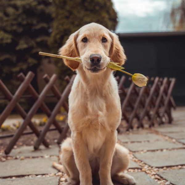 hero-golden-puppy